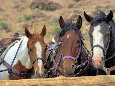 2-Hour Horseback Riding Tour through Red Rock Canyon