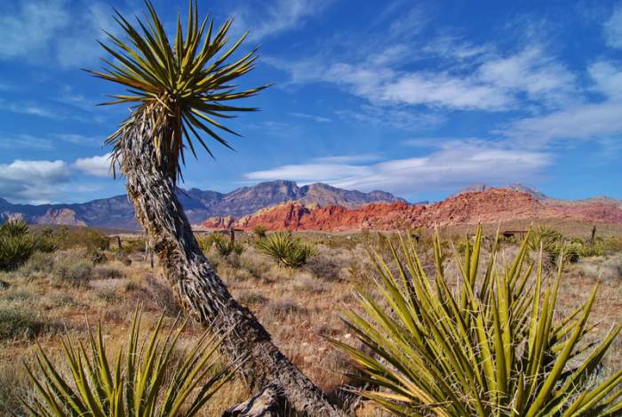 Red Rock Canyon Near Las Vegas