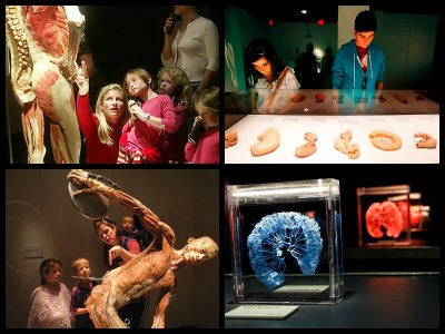 luxor-bodies-exhibition-las-vegas