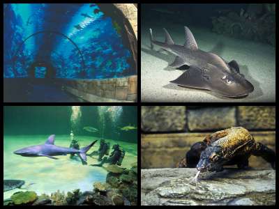 mandalay-bay-aquarium