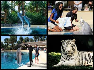 Attractions at the Mirage Hotel in Las Vegas