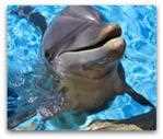 Siegfried and Roy's Secret Garden, Dolphin Habitat in Las Vegas