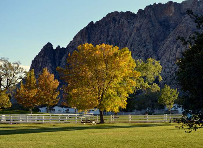 Road to Spring Mountain Ranch in Red Rock Canyon