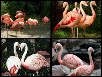 Flamingo Wildlife Habitat in Las Vegas