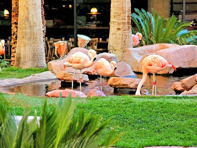 Wildlife Habitat Exhibit at the Flamingo Hotel in Las Vegas
