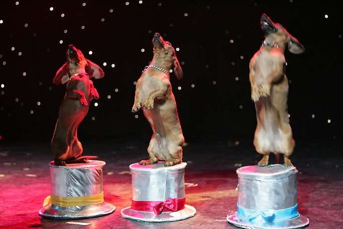 Gregory Popovich Comedy Pet Theater Show Las Vegas