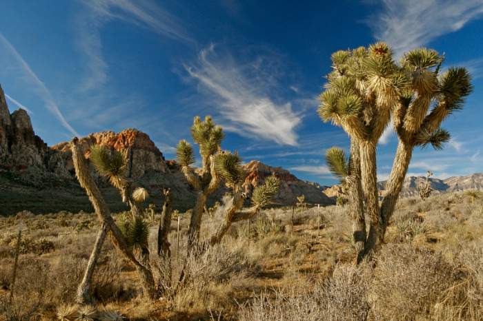 Joshua Trees growing in Rock Canyon near Las Vegas