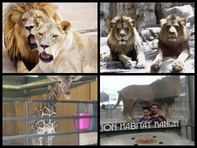 las-vegas-lion-habitat-ranch