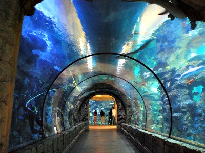 Shark Reef at Mandalay Bay