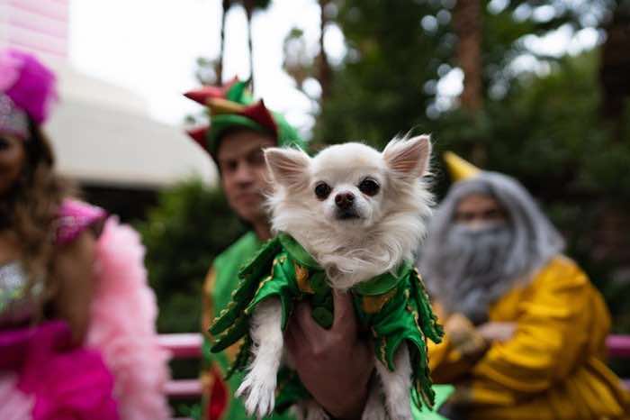 Piff the Magic Dragon in Las Vegas