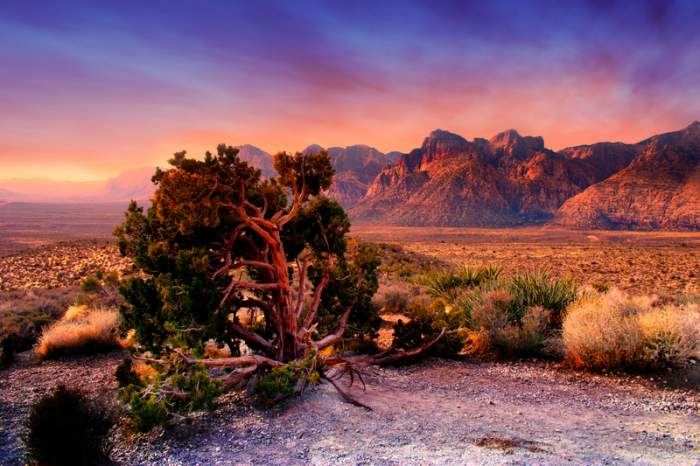 Red Rock Canyon landscape