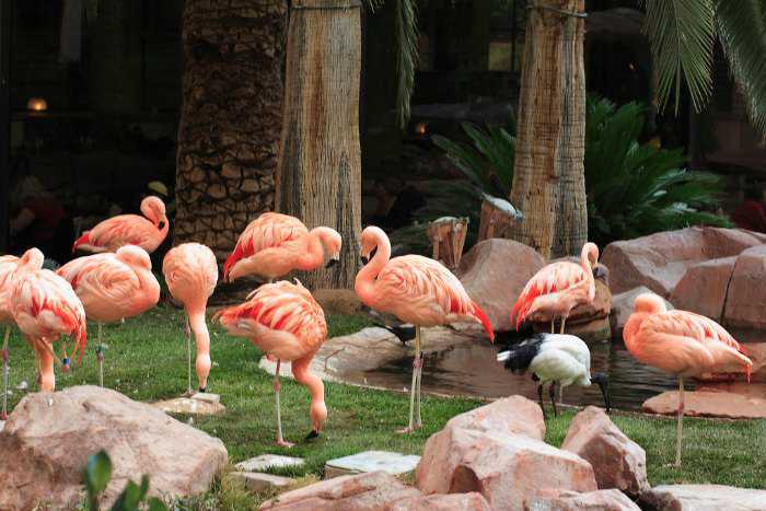 wildlife-habitat-flamingo-las-vegas